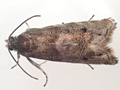 Pammene splendidulana